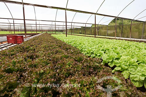  Greenhouse with seedlings of Lettuce  - Teresopolis city - Rio de Janeiro state (RJ) - Brazil