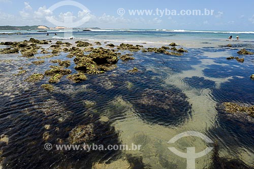  Detail of corals - Golfinhos bay  - Tibau do Sul city - Rio Grande do Norte state (RN) - Brazil