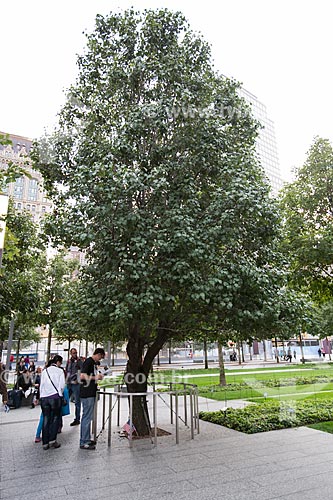  Survivor tree near to National September 11 Memorial (Ground Zero of the World Trade Center)  - New York city - New York - United States of America