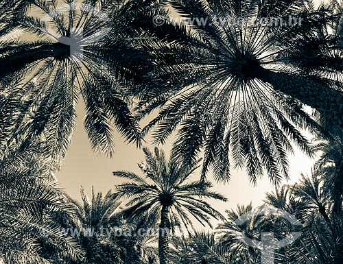 Palms tree - oasis  - Al Ain city - Abu Dhabi - United Arab Emirates