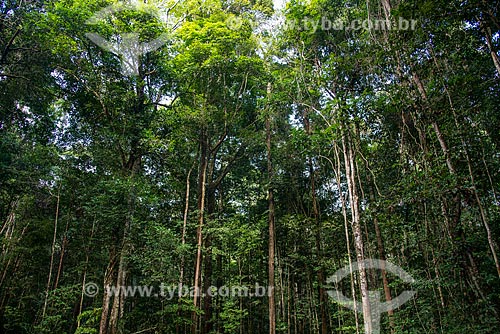  Trees - Roberto Bauch Center of Forestry  - Paragominas city - Para state (PA) - Brazil