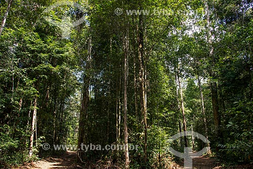  Trees - Roberto Bauch Center of Forestry  - Paragominas city - Para state (PA) - Brazil