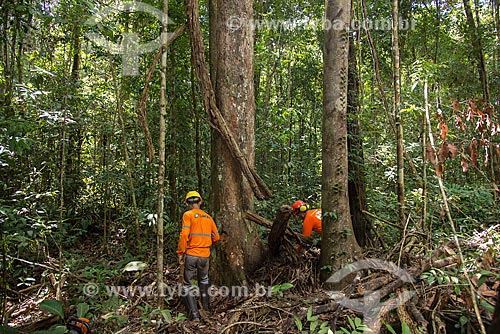  Workers of Tropical Forest Institute (IFT) preparing the tree cut - Roberto Bauch Center of Forestry  - Paragominas city - Para state (PA) - Brazil