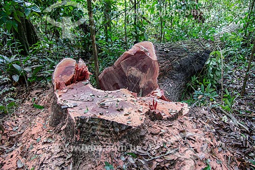  Detail of tree fall - Roberto Bauch Center of Forestry  - Paragominas city - Para state (PA) - Brazil