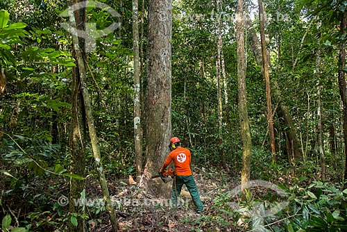  Worker of Tropical Forest Institute (IFT) cutting tree - Roberto Bauch Center of Forestry  - Paragominas city - Para state (PA) - Brazil