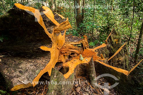  Detail of tree fall - Roberto Bauch Center of Forestry  - Paragominas city - Para state (PA) - Brazil