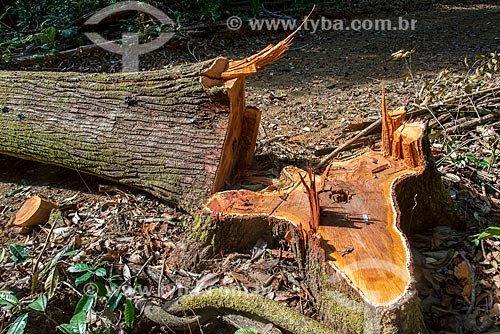  Detail of tree fall - Roberto Bauch Center of Forestry  - Paragominas city - Para state (PA) - Brazil