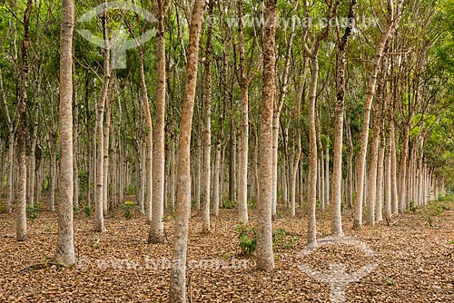  Reforestation area with 10 years using mahogany tree (Swietenia macrophylla)  - Paragominas city - Para state (PA) - Brazil