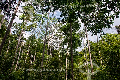  Former lianas area reforested using Schizolobium parahyba var amazonicum, mahogany tree (Swietenia macrophylla) and Ipe  - Paragominas city - Para state (PA) - Brazil