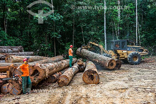  Cutting trunks that will to sawmills  - Paragominas city - Para state (PA) - Brazil