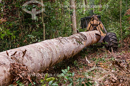  Skidder carrying of trunks  - Paragominas city - Para state (PA) - Brazil