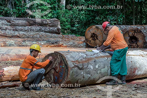  Workers puting identification on trunks that will to sawmills  - Paragominas city - Para state (PA) - Brazil