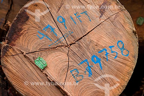  Detail of identification on trunks that will to sawmills  - Paragominas city - Para state (PA) - Brazil