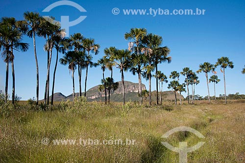  Buritis (Mauritia flexuosa) - Maytrea Garden with the Baleia Mountain in the background  - Alto Paraiso de Goias city - Goias state (GO) - Brazil