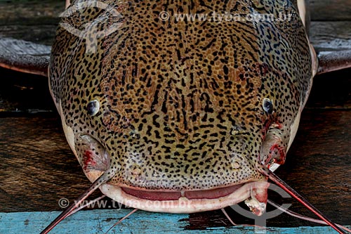  Detail of head of the Redtail catfish (Phractocephalus hemioliopterus)  - Manaus city - Amazonas state (AM) - Brazil