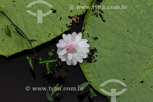  Detail of flower of the Victoria regia (Victoria amazonica) - also known as Amazon Water Lily or Giant Water Lily  - Manaus city - Amazonas state (AM) - Brazil