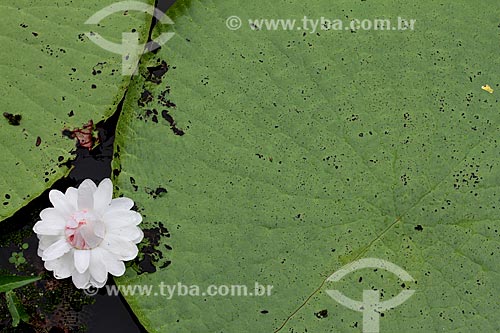  Detail of flower of the Victoria regia (Victoria amazonica) - also known as Amazon Water Lily or Giant Water Lily  - Manaus city - Amazonas state (AM) - Brazil