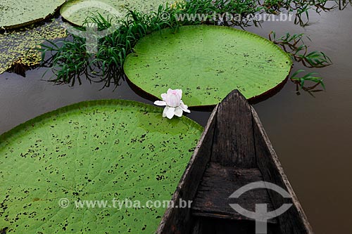  Detail of flower of the Victoria regia (Victoria amazonica) - also known as Amazon Water Lily or Giant Water Lily  - Manaus city - Amazonas state (AM) - Brazil