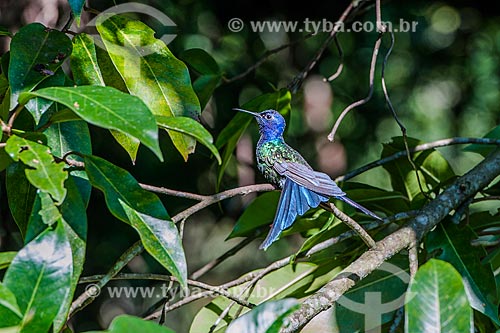  Detail of hummingbird - Serrinha do Alambari Environmental Protection Area  - Resende city - Rio de Janeiro state (RJ) - Brazil