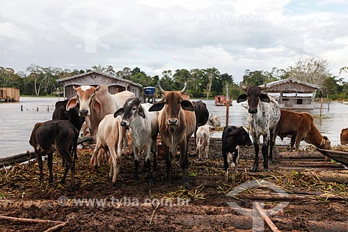  Cattle in floating surface during flooding of the Solimoes River  - Anama city - Amazonas state (AM) - Brazil