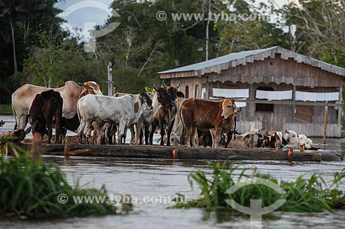  Cattle in floating surface during flooding of the Solimoes River  - Anama city - Amazonas state (AM) - Brazil