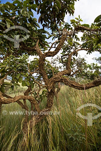  Typical vegetation of cerrado - Serra dos Pireneus State Park  - Pirenopolis city - Goias state (GO) - Brazil