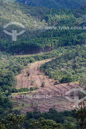  Preparing the soil for eucalyptus plantation near to Pirenopolis city  - Pirenopolis city - Goias state (GO) - Brazil
