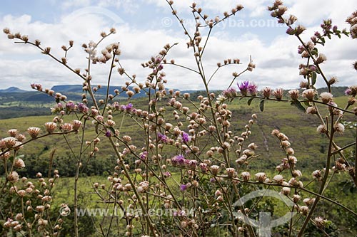  Detail of Calliandra brevipes flowers - Serra dos Pireneus State Park  - Pirenopolis city - Goias state (GO) - Brazil