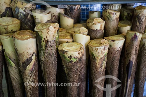  Heart of palm from Syagrus oleracea to sale - Carlos de Pina Municipal Market  - Anapolis city - Goias state (GO) - Brazil