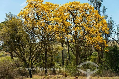  Yellow Ipe Tree - rural zone of Tambau city  - Tambau city - Sao Paulo state (SP) - Brazil