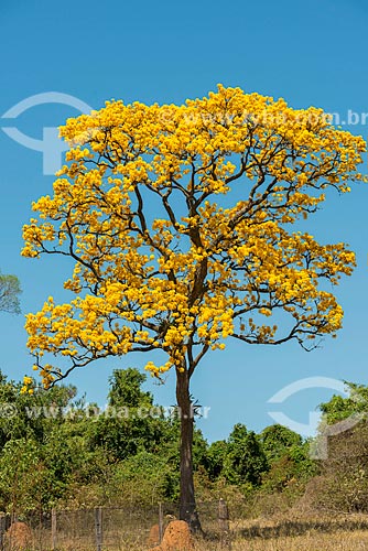  Yellow Ipe Tree - rural zone of Tambau city  - Tambau city - Sao Paulo state (SP) - Brazil