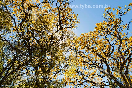  Yellow Ipe Tree - rural zone of Tambau city  - Tambau city - Sao Paulo state (SP) - Brazil