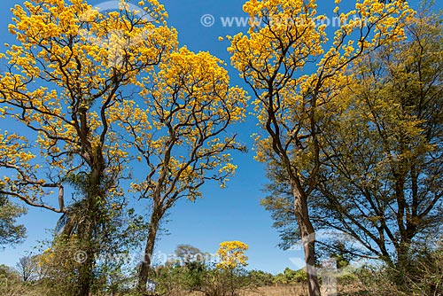  Yellow Ipe Tree - rural zone of Tambau city  - Tambau city - Sao Paulo state (SP) - Brazil