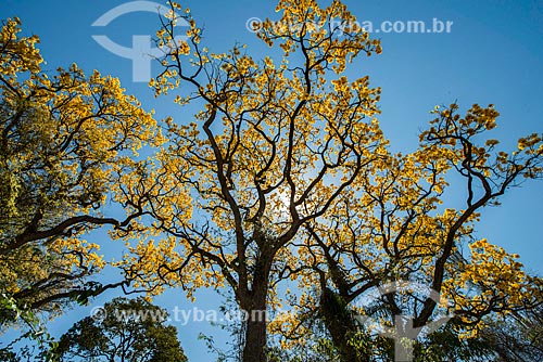  Yellow Ipe Tree - rural zone of Tambau city  - Tambau city - Sao Paulo state (SP) - Brazil