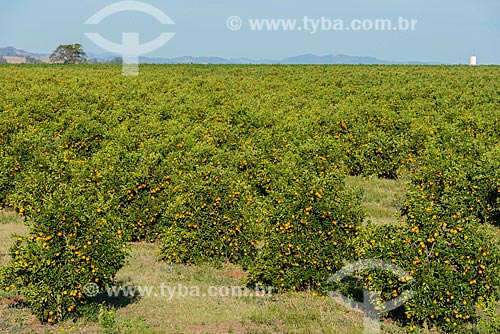  Oranges orchard - Aguai city  - Aguai city - Sao Paulo state (SP) - Brazil