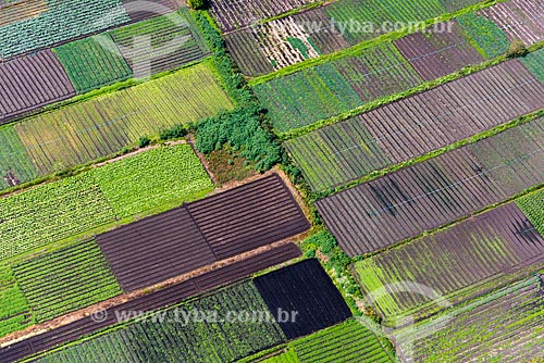  Aerial photo of kitchen gardens - greenbelt of Mogi das Cruzes city  - Mogi das Cruzes city - Sao Paulo state (SP) - Brazil