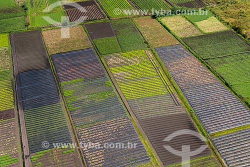  Aerial photo of kitchen gardens - greenbelt of Guarulhos city  - Guarulhos city - Sao Paulo state (SP) - Brazil