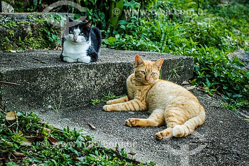  Domestic cats  - Florianopolis city - Santa Catarina state (SC) - Brazil