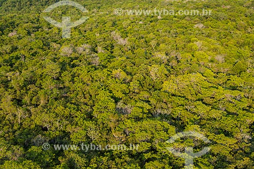  Aerial photo of trees on the banks of Tapajos River near to Alter-do-Chao district  - Santarem city - Para state (PA) - Brazil