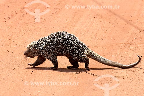  Brazilian porcupine (Coendou prehensilis) - Tapajos National Forest  - Belterra city - Para state (PA) - Brazil