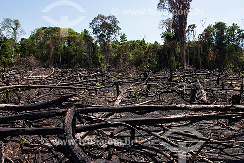  Burned - Tapajos National Forest  - Belterra city - Para state (PA) - Brazil