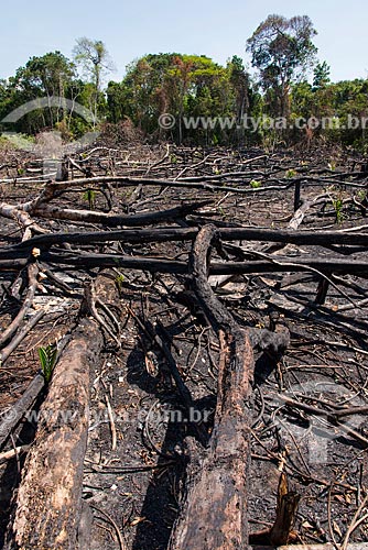  Burned - Tapajos National Forest  - Belterra city - Para state (PA) - Brazil