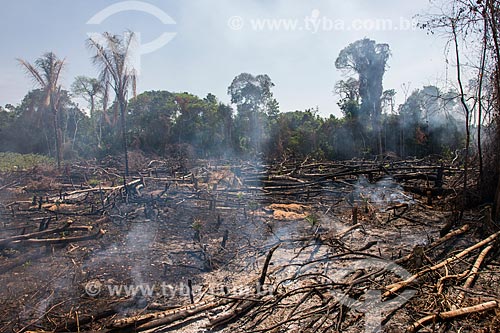  Burned - Tapajos National Forest  - Belterra city - Para state (PA) - Brazil