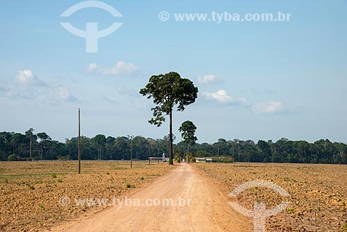  Amazon Rainforest area deforested to planting grains  - Belterra city - Para state (PA) - Brazil