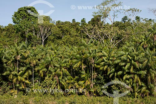  Acai palms tree - rural zone of Santarem city  - Santarem city - Para state (PA) - Brazil