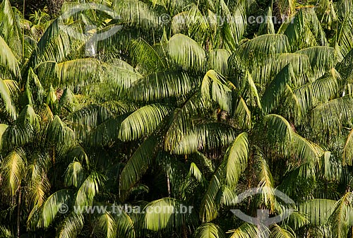  Detail of acai palms tree - rural zone of Santarem city  - Santarem city - Para state (PA) - Brazil