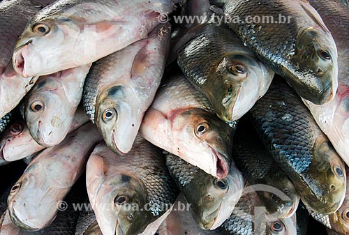  Details of curimbatas (Prochilodus lineatus) on sale - Fish Market of Santarem city  - Santarem city - Para state (PA) - Brazil