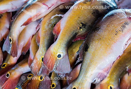  Details of tucunares (Cichla ocellaris) - also known as Butterfly Peacock Bass - on sale - Fish Market of Santarem city  - Santarem city - Para state (PA) - Brazil