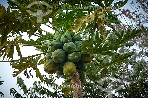  Papaya still at papaya tree  - Unai city - Minas Gerais state (MG) - Brazil