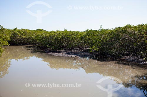  Mangroves in the State Biological Reserve of Guaratiba  - Rio de Janeiro city - Rio de Janeiro state (RJ) - Brazil